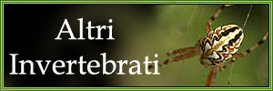 Altri invertebrati