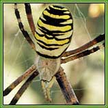 Argiope bruennichi