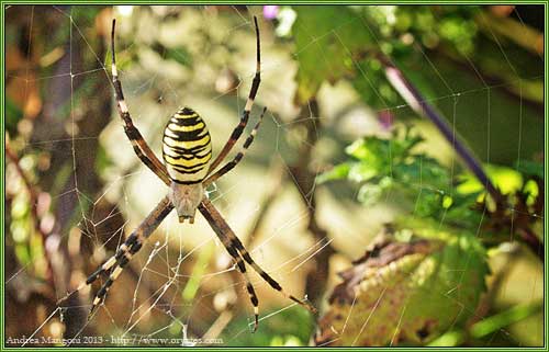 Femmina di Argiope bruennichi