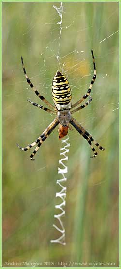 Femmina di immatura di Argiope bruennichi