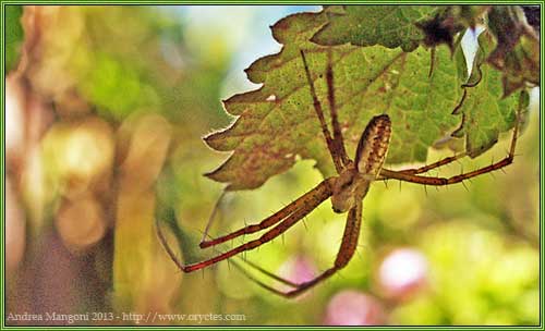 Argiope bruennichi, maschio