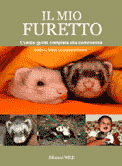 furetto